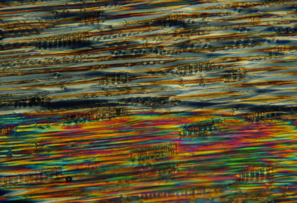 Feiner mikroskopsicher Holzschnitt im polarisierten Licht: Früh- und Spätholz sind deutlich unterscheidbar.