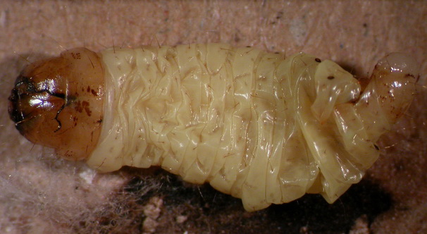 Larve einer Hummelmotte (Aphomia sociella); die Hummelmotten gehören nicht zu den holzzerstörenden Insekten. 