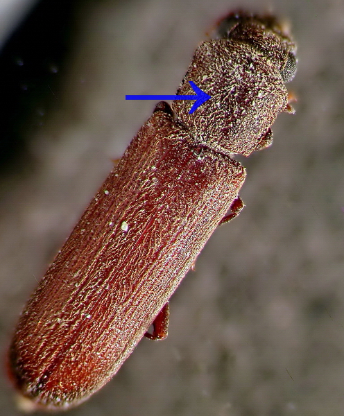 Brauner Splintholzkäfer (Lyctus pubescens), schmaler, fein behaarter Käfer mit eingesenktem Halsschild