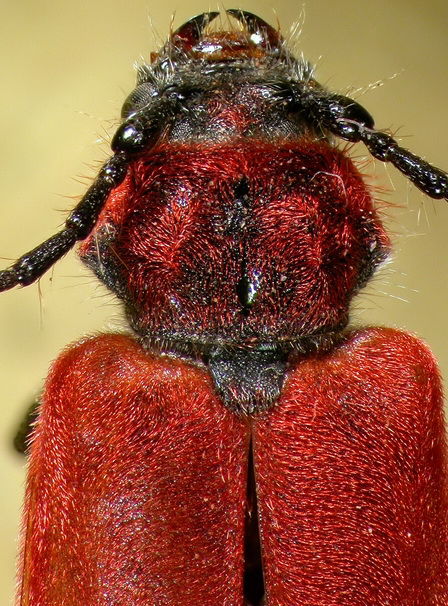 Käfer-Portrait des Roten Scheibenbocks (Pyrrhidium sanguineum)