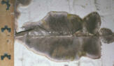 Befall: Oberflchenmycel des Echten Hausschwammes aus einem Keller