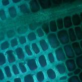 Moderfäule im mikroskopischen Bild - 500fache Vergrößerung